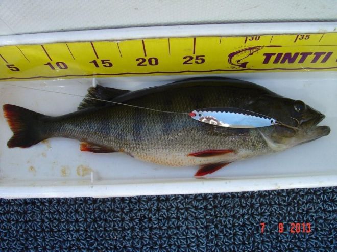 Tintti-Uistimen galleria