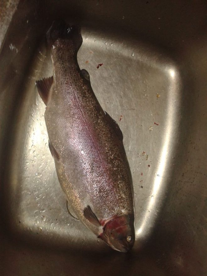 Tintti-Uistimen galleria