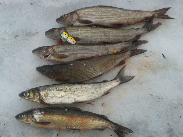 Tintti-Uistimen galleria