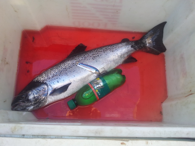 Tintti-Uistimen galleria