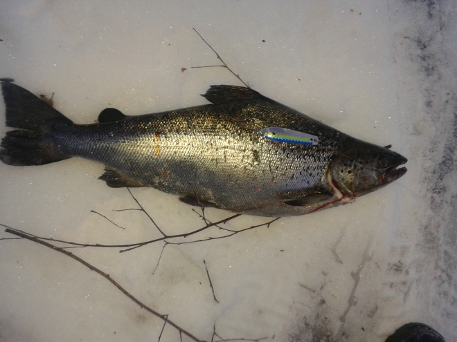 Tintti-Uistimen galleria