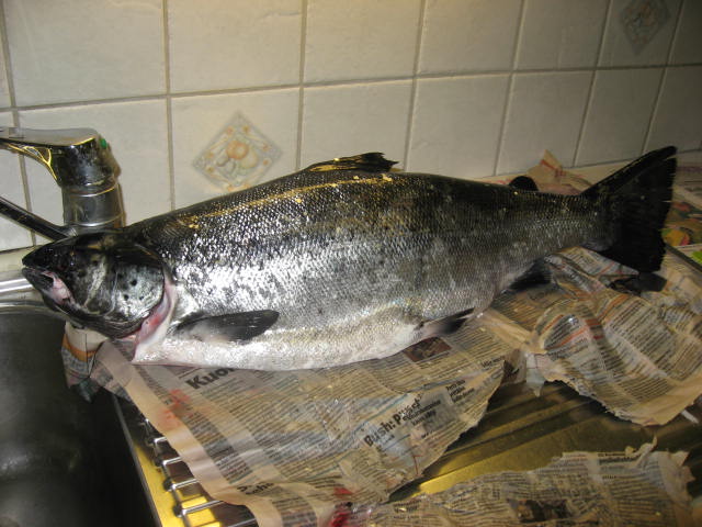 Tintti-Uistimen galleria