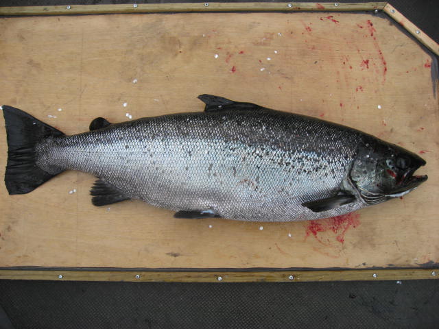 Tintti-Uistimen galleria