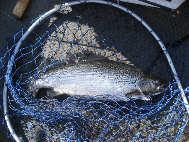 Tintti-Uistimen galleria