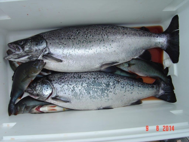 Tintti-Uistimen galleria