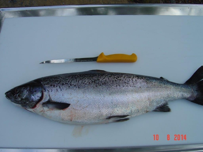 Tintti-Uistimen galleria