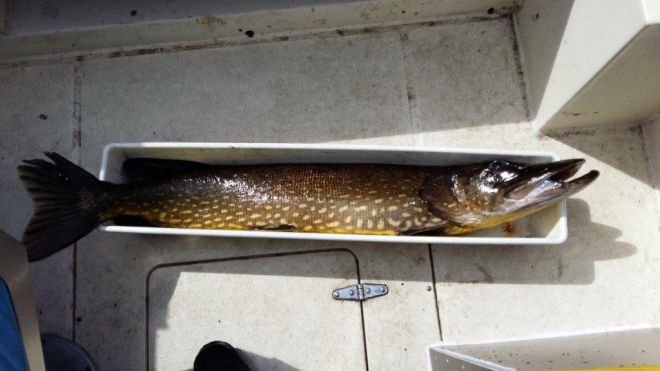 Tintti-Uistimen galleria