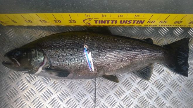 Tintti-Uistimen galleria