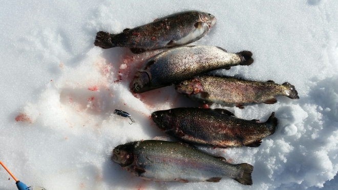 Tintti-Uistimen galleria