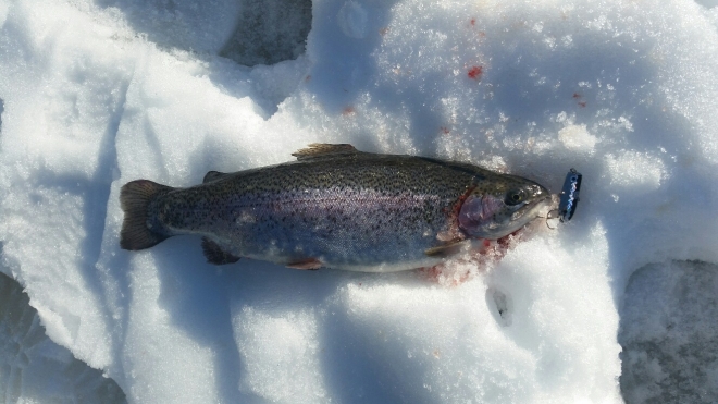 Tintti-Uistimen galleria