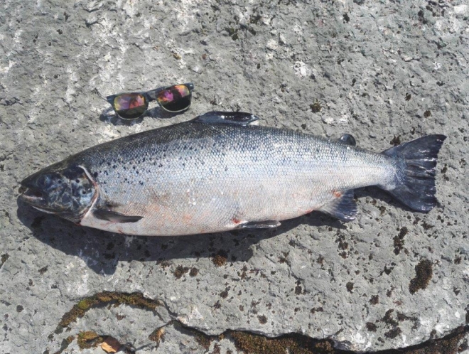 Tintti-Uistimen galleria