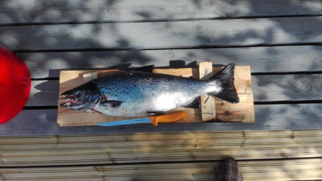 Tintti-Uistimen galleria