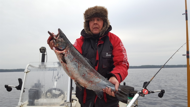 Tintti-Uistimen galleria