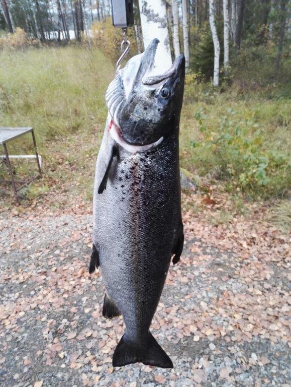 Tintti-Uistimen galleria