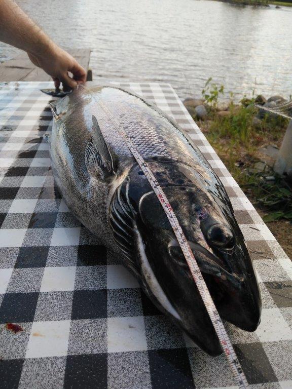 Tintti-Uistimen galleria