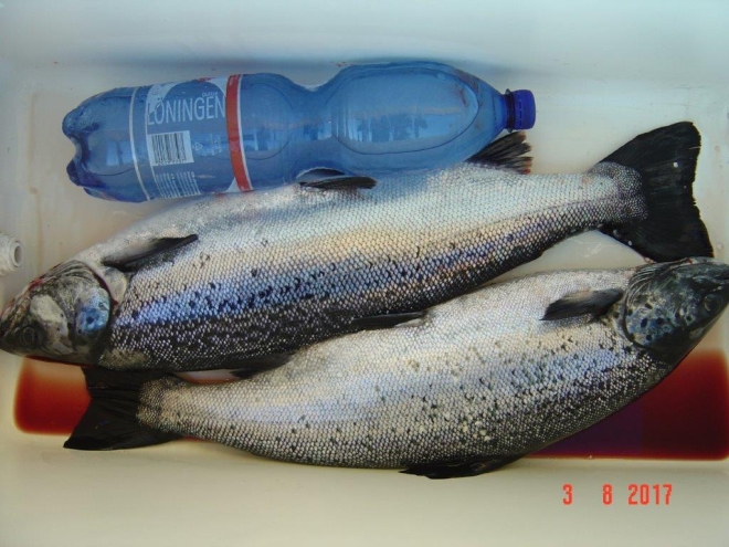 Tintti-Uistimen galleria