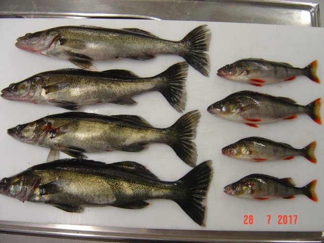 Tintti-Uistimen galleria