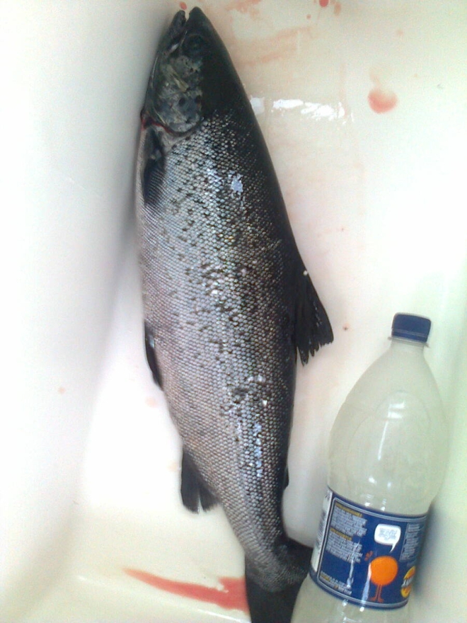 Tintti-Uistimen galleria