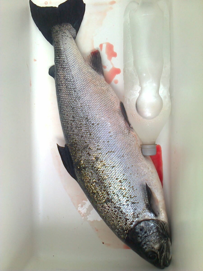 Tintti-Uistimen galleria