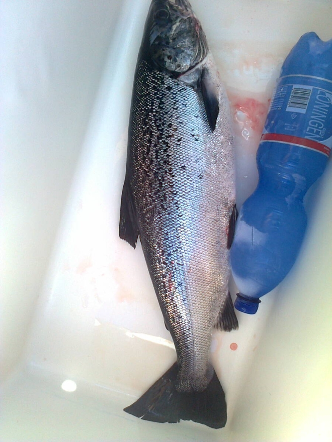 Tintti-Uistimen galleria