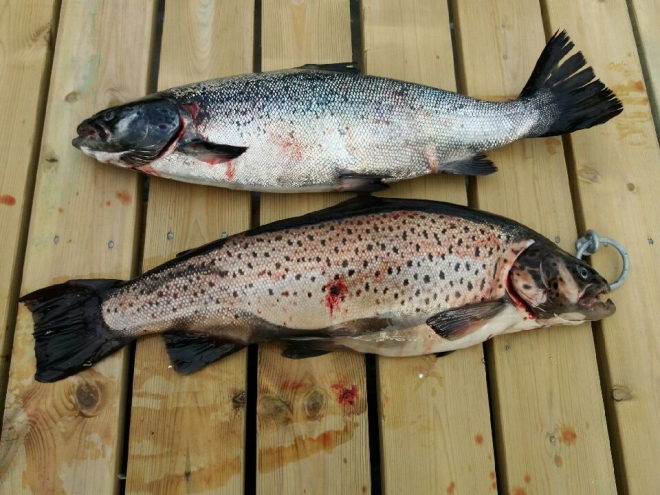 Tintti-Uistimen galleria