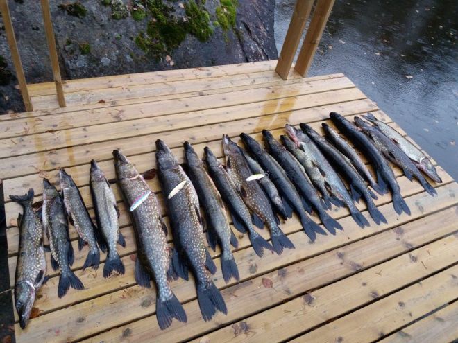 Tintti-Uistimen galleria