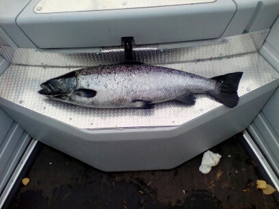 Tintti-Uistimen galleria