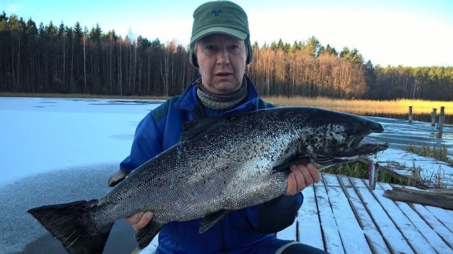 Tintti-Uistimen galleria