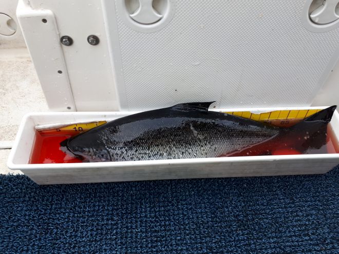 Tintti-Uistimen galleria