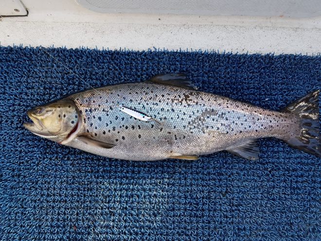 Tintti-Uistimen galleria