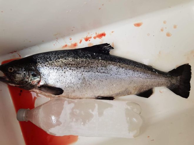 Tintti-Uistimen galleria