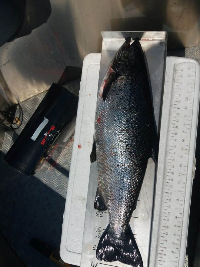 Tintti-Uistimen galleria