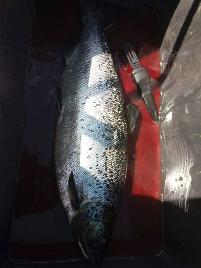 Tintti-Uistimen galleria