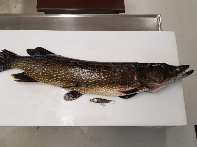 Tintti-Uistimen galleria