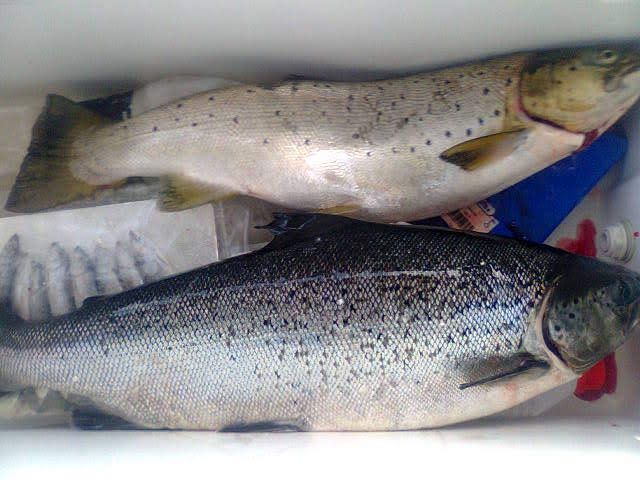 Tintti-Uistimen galleria