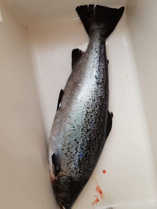 Tintti-Uistimen galleria