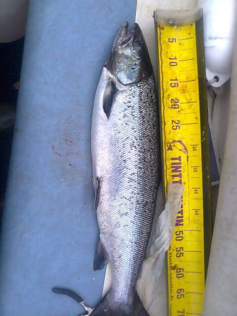 Tintti-Uistimen galleria