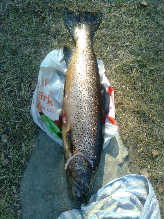 Tintti-Uistimen galleria