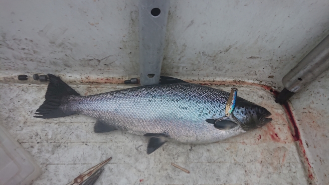 Tintti-Uistimen galleria