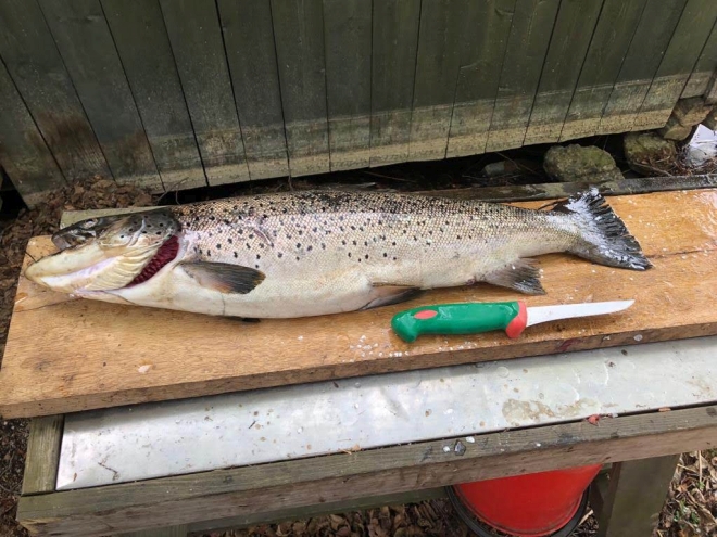 Tintti-Uistimen galleria