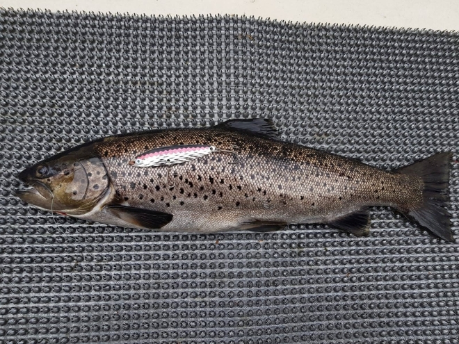 Tintti-Uistimen galleria