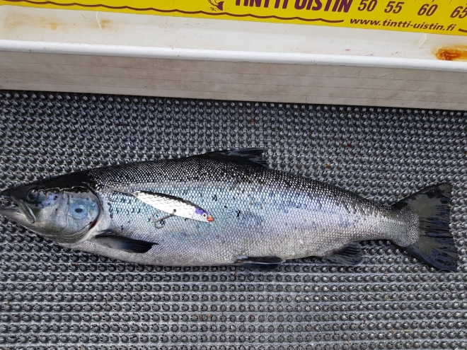 Tintti-Uistimen galleria