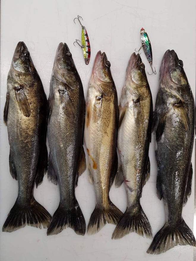 Tintti-Uistimen galleria