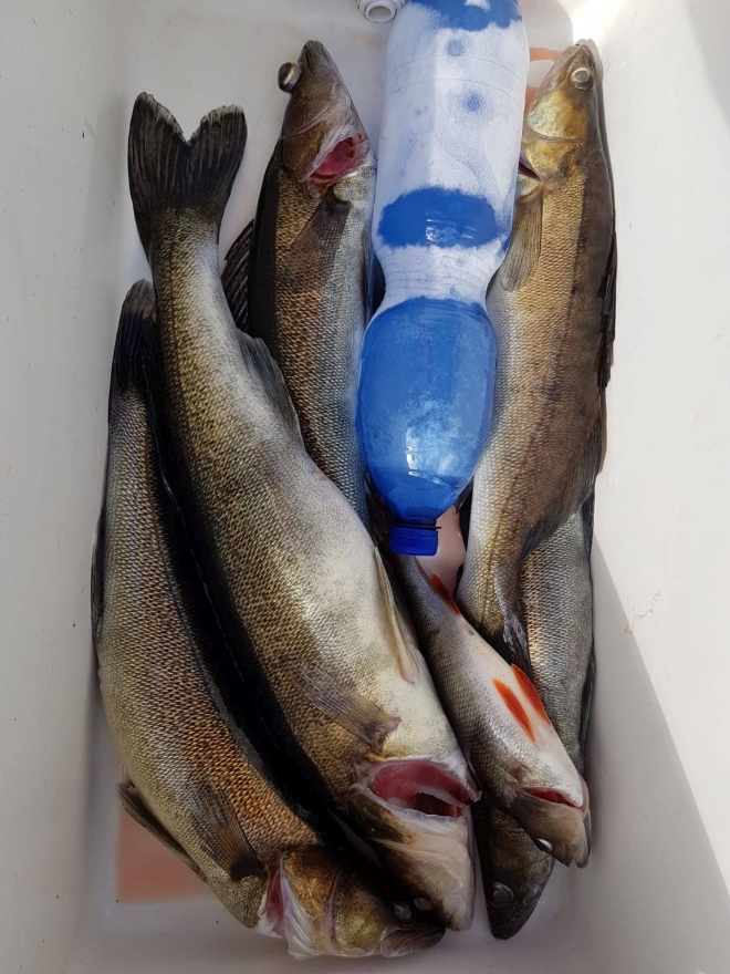 Tintti-Uistimen galleria