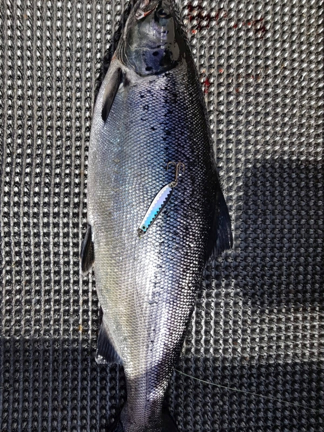 Tintti-Uistimen galleria