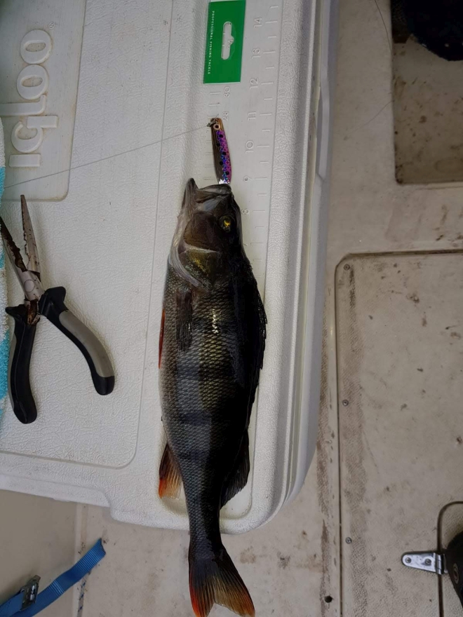 Tintti-Uistimen galleria