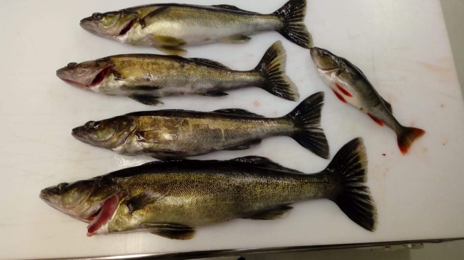 Tintti-Uistimen galleria