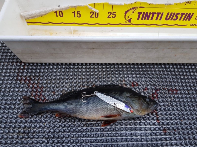 Tintti-Uistimen galleria