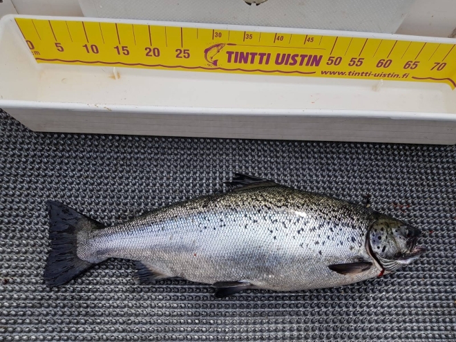 Tintti-Uistimen galleria