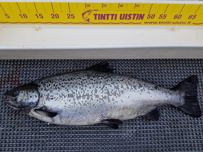 Tintti-Uistimen galleria